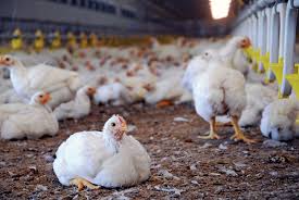 Poultry Farm Manure
